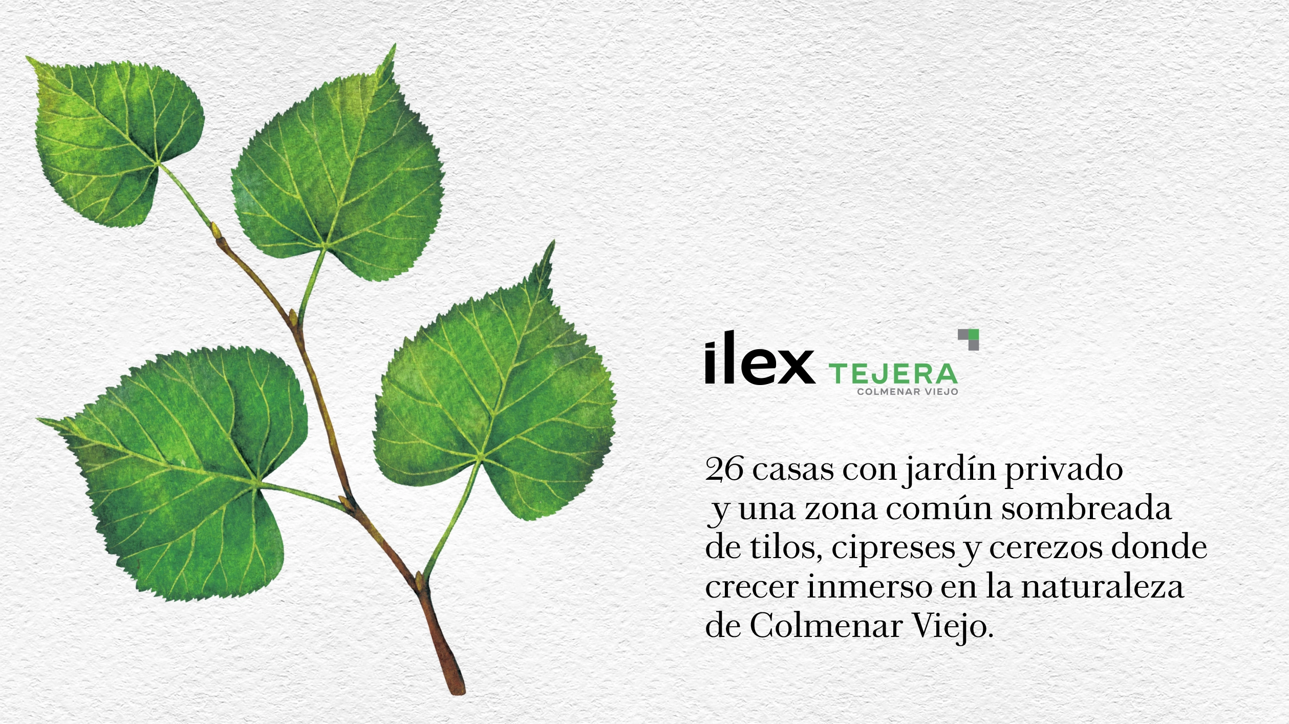 Ilex Tejera